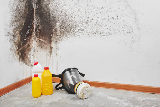 Why You Should Choose Our Mold Remediation Services in New Stanton, PA